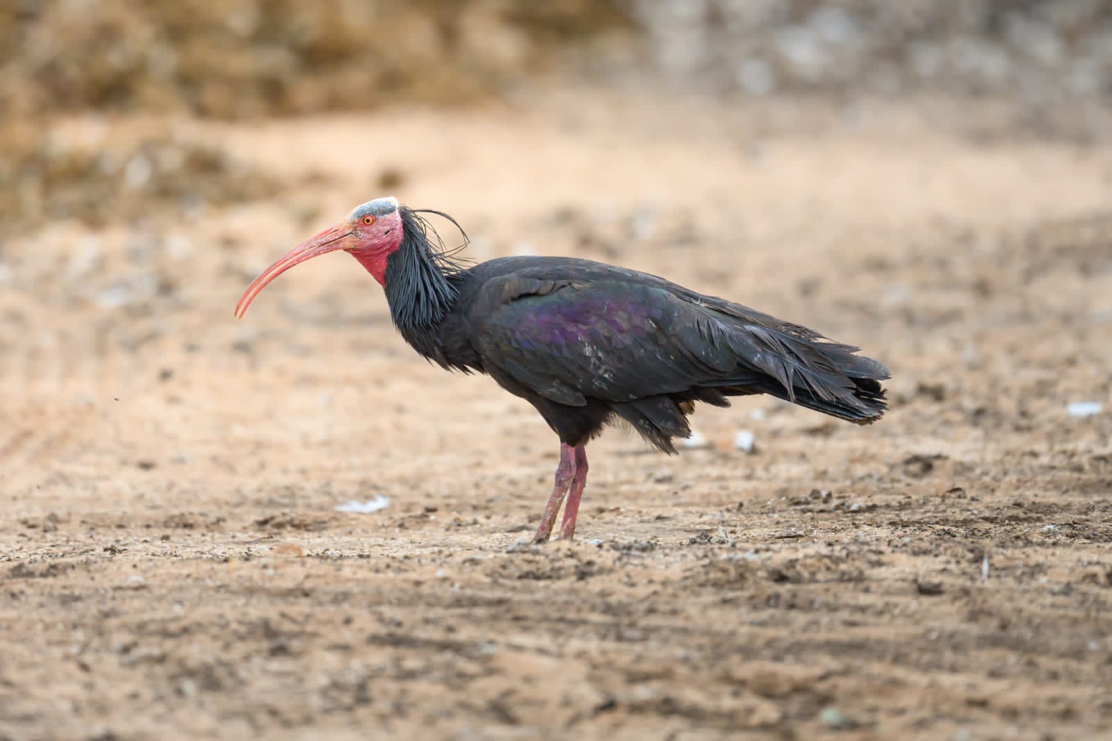 À la rencontre de l'Ibis Chauve : Le trésor caché du Souss-Massa