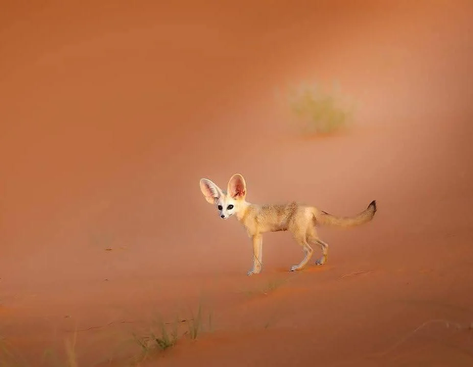 L'Expérience Fennec : Accès Exclusif & Spots Secrets